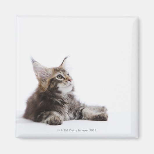 Een katje Maine Coon. Magneet (Voorkant)