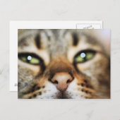 Een kattengezicht briefkaart (Voorkant / Achterkant)