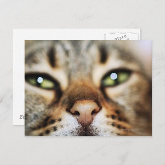 Een kattengezicht briefkaart (Voorkant / Achterkant)