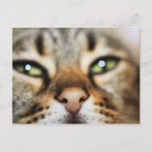 Een kattengezicht briefkaart (Voorkant)