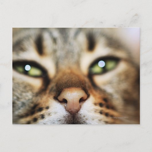 Een kattengezicht briefkaart (Voorkant)