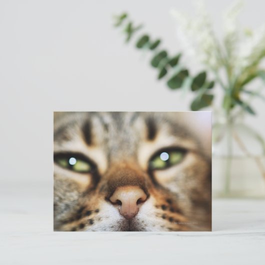 Een kattengezicht briefkaart (Staand voorkant)