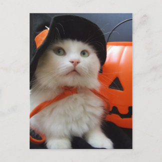 Een kattenhalloween briefkaart