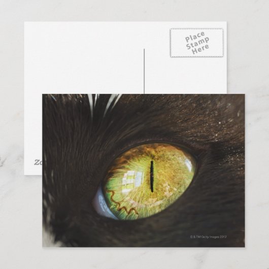 Een kattenoog briefkaart (Voorkant / Achterkant)