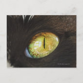 Een kattenoog briefkaart (Voorkant)