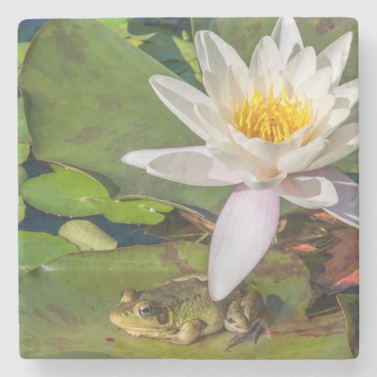 Een kikker onder een bloem van waterlelie stenen onderzetter (Voorkant)