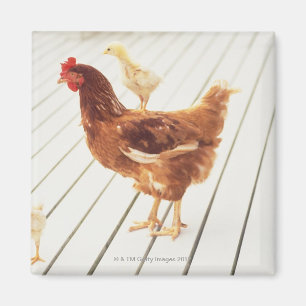 een kip en twee kippen op een houten vloer, magneet