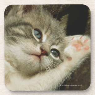 Een kitten, met grote blauwe ogen, legt erop drankjes onderzetter