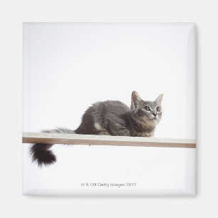 Een kitten van Saiberische kat op het bord Magneet