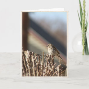 Een klein Birdie leeg Wenskaart Kaart