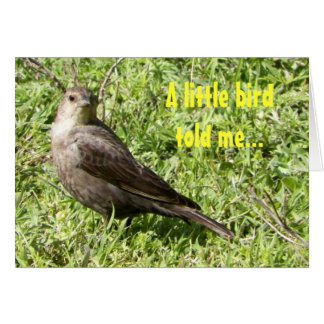 Een klein vogeltje vertelde het me