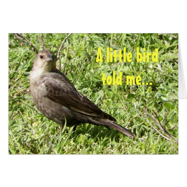 Een klein vogeltje vertelde het me (Voorkant Horizontaal)