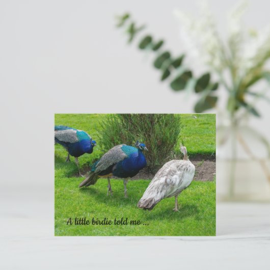 "Een klein vogeltje vertelde me..." Peacocks Brief Briefkaart (Staand voorkant)