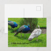 "Een klein vogeltje vertelde me..." Peacocks Brief Briefkaart (Voorkant / Achterkant)