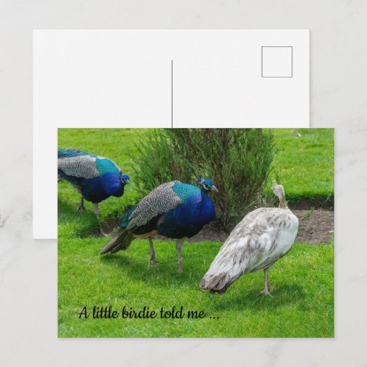 "Een klein vogeltje vertelde me..." Peacocks Brief Briefkaart (Voorkant / Achterkant)
