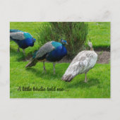 "Een klein vogeltje vertelde me..." Peacocks Brief Briefkaart (Voorkant)