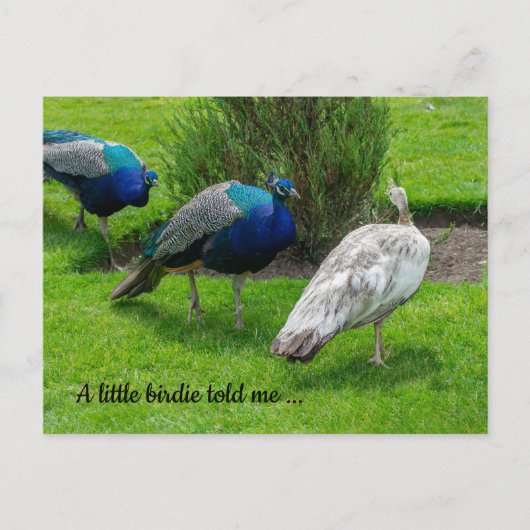 "Een klein vogeltje vertelde me..." Peacocks Brief Briefkaart (Voorkant)
