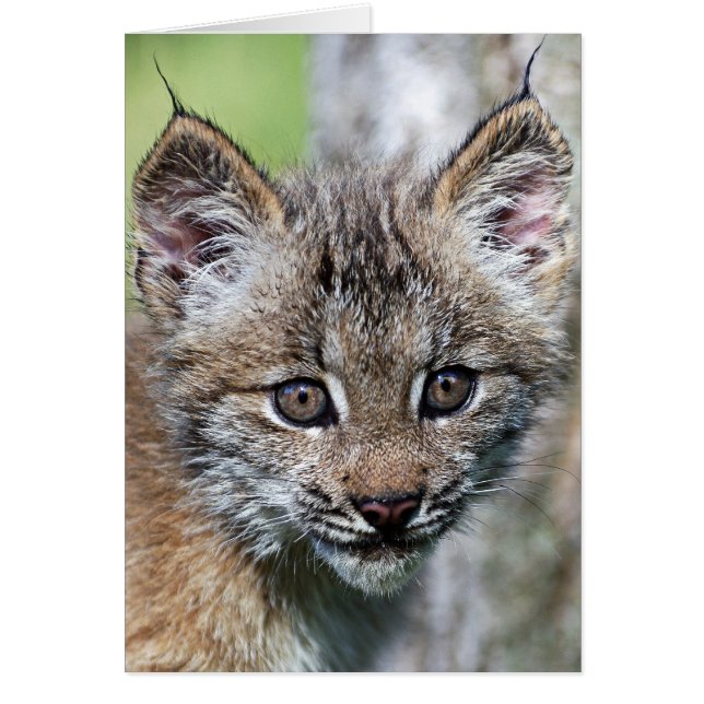 Een kleine Canadese Lynx Kitten (Voorkant)