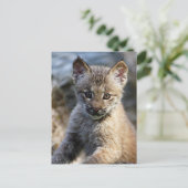 Een kleine Canadese Lynx Kitten Briefkaart (Staand voorkant)