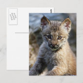 Een kleine Canadese Lynx Kitten Briefkaart (Voorkant / Achterkant)