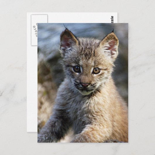 Een kleine Canadese Lynx Kitten Briefkaart (Voorkant / Achterkant)
