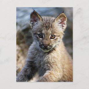 Een kleine Canadese Lynx Kitten Briefkaart