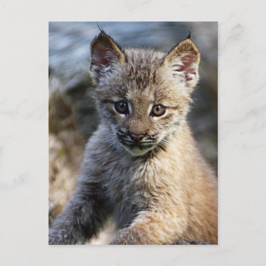 Een kleine Canadese Lynx Kitten Briefkaart (Voorkant)