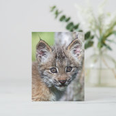 Een kleine Canadese Lynx Kitten Briefkaart (Staand voorkant)