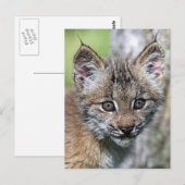 Een kleine Canadese Lynx Kitten Briefkaart (Voorkant / Achterkant)