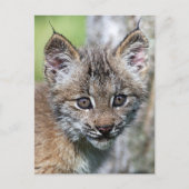 Een kleine Canadese Lynx Kitten Briefkaart (Voorkant)
