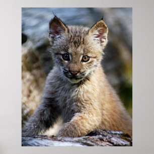Een kleine Canadese Lynx Kitten Poster