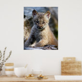 Een kleine Canadese Lynx Kitten Poster (Keuken)
