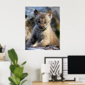Een kleine Canadese Lynx Kitten Poster (Thuiskantoor)