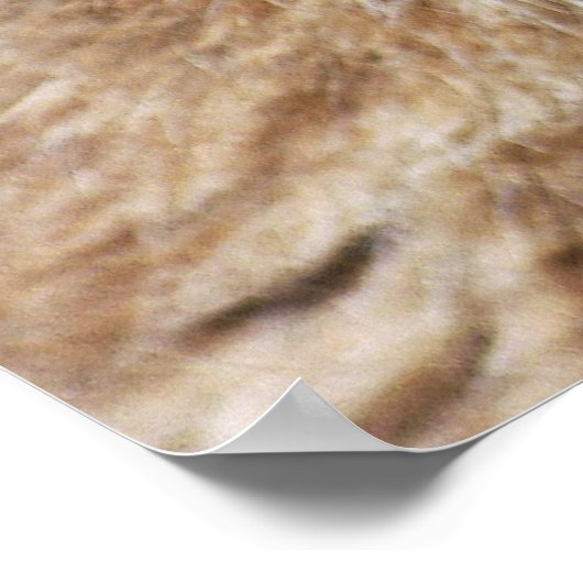 Een kleine Canadese Lynx Kitten Poster (Hoek)