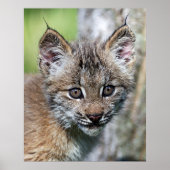 Een kleine Canadese Lynx Kitten Poster (Voorkant)