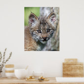 Een kleine Canadese Lynx Kitten Poster (Keuken)