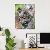 Een kleine Canadese Lynx Kitten Poster (Thuiskantoor)