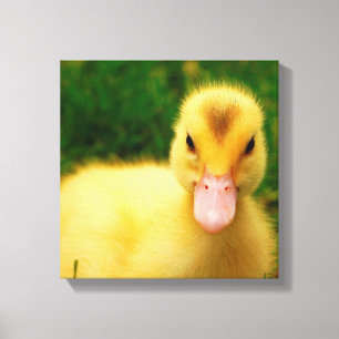 Een kleine druppelaar canvas afdruk