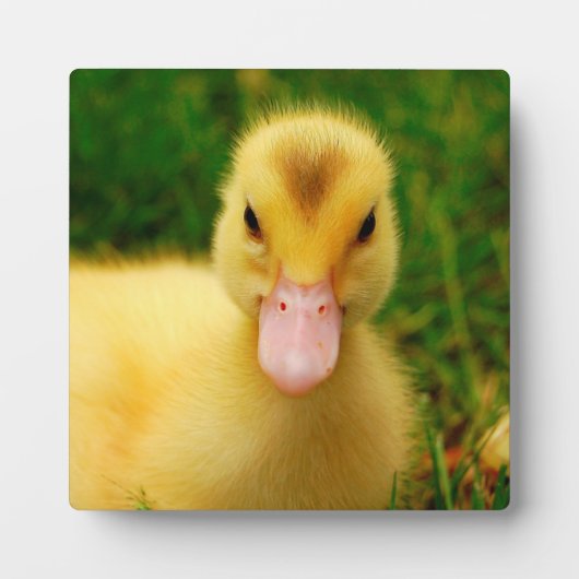 Een kleine druppelaar fotoplaat (Voorkant)