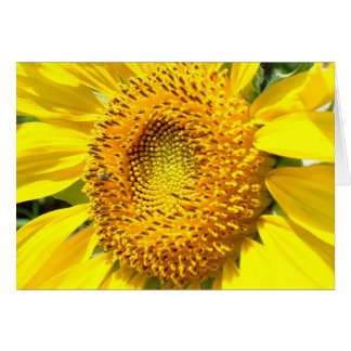 Een kleine honingbijen