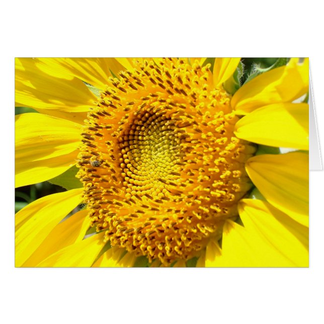 Een kleine honingbijen (Voorkant Horizontaal)