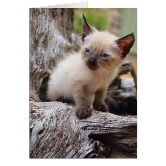 Een kleine Kitten in Big World