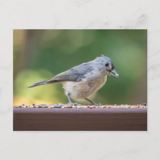Een kleine kuifmees die vogelveer eet. briefkaart