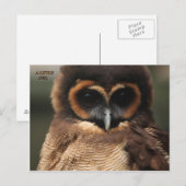 EEN KLEINE OWL BRIEFKAART (Voorkant / Achterkant)