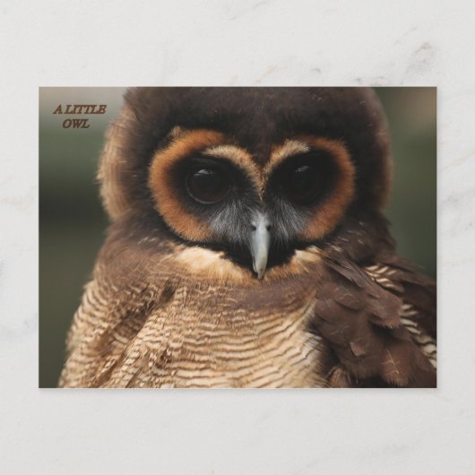 EEN KLEINE OWL BRIEFKAART (Voorkant)