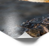 Een kleine staartvos foto afdruk (Hoek)