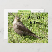 Een kleine vogel vertelde me - Briefkaart (Voorkant / Achterkant)