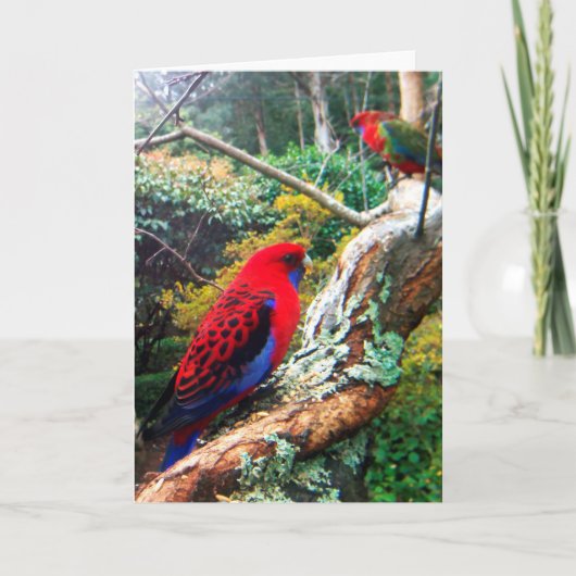 Een kleurenfoto van een Crimson Rosella. Kaart (Voorkant)