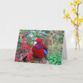 Een kleurenfoto van een Crimson Rosella. Kaart (Gele Bloem)
