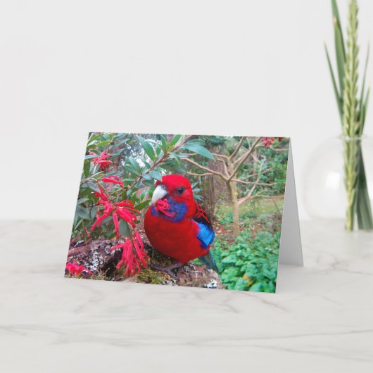 Een kleurenfoto van een Crimson Rosella. Kaart (Voorkant)